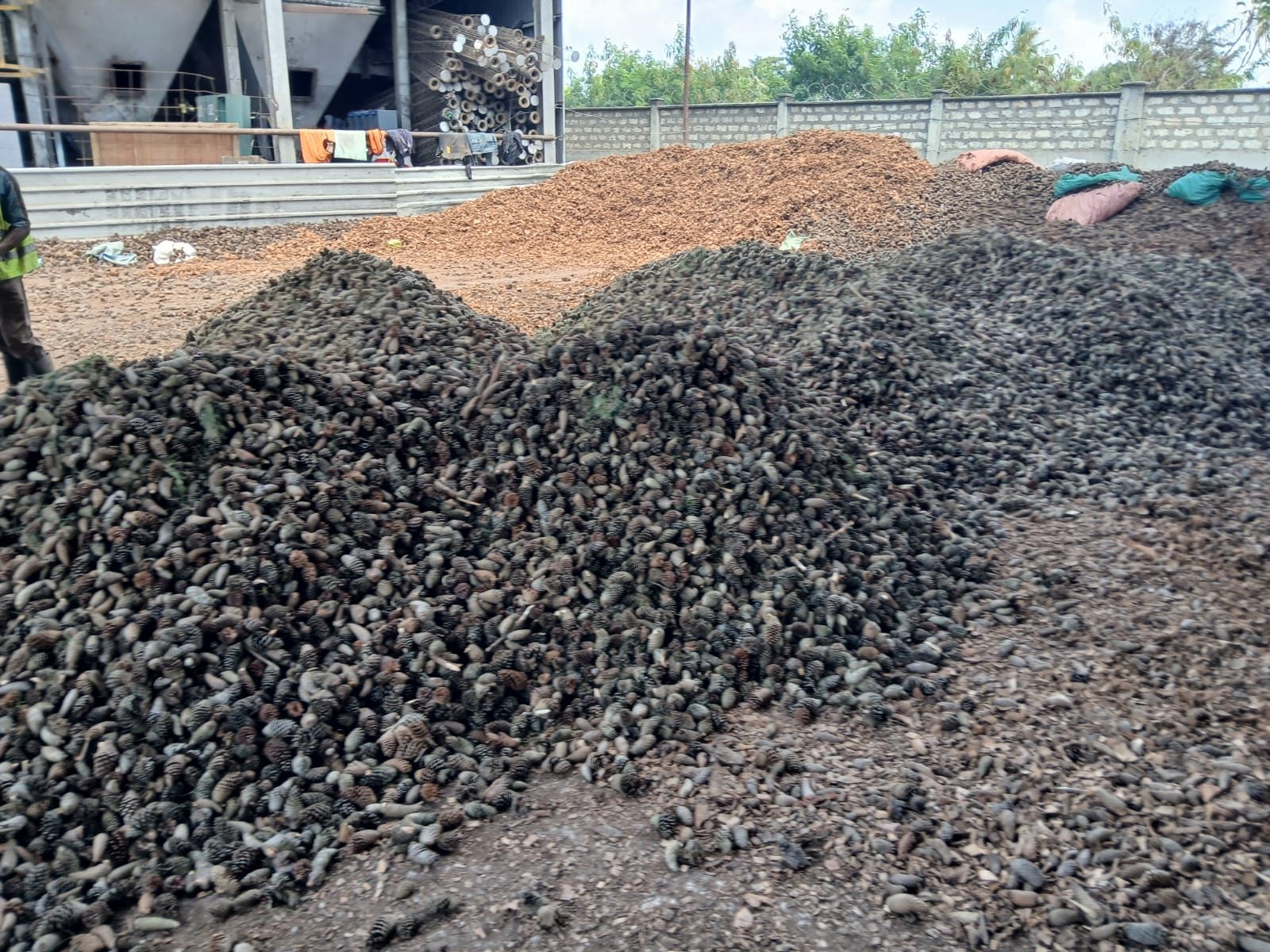 Macadamia husks feedstock